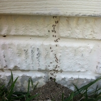 Ant Trail