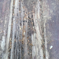 Carpenter-Ant-Damage-to-Deck-Under-Hot-Tub