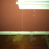 Ants