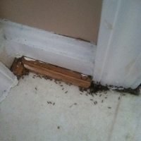 Odorous Ants in House