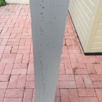 ant-trail-on-a-deck-post