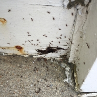 ants-nesting-in-rotted-wood