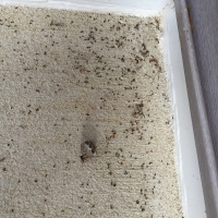 dead-ants-after-a-treatment
