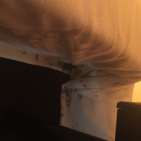 Bed-Bugs-under-box-spring