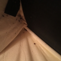 Bed-bug-under-box-spring2