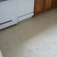 Dead Roaches in Kitchen