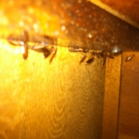 Roaches in a Cabinet