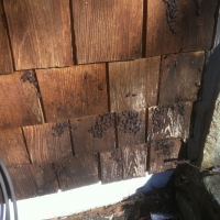 Boxelder Bug Infestation
