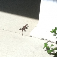 Lizard