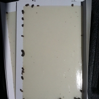 Pillbugs on a Glue Board