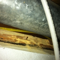 Wood Borer Damage