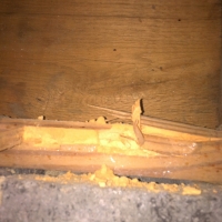 Woodborer Damage to Sillplate