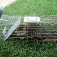 trapped racoon
