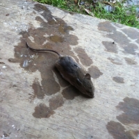 Dead Mouse