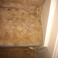 Rat Chews Carpet