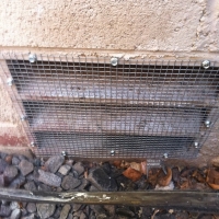 Screened vent to keep rats out