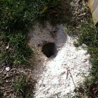 Rat Burrow
