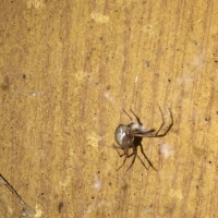 Brownwidowspider