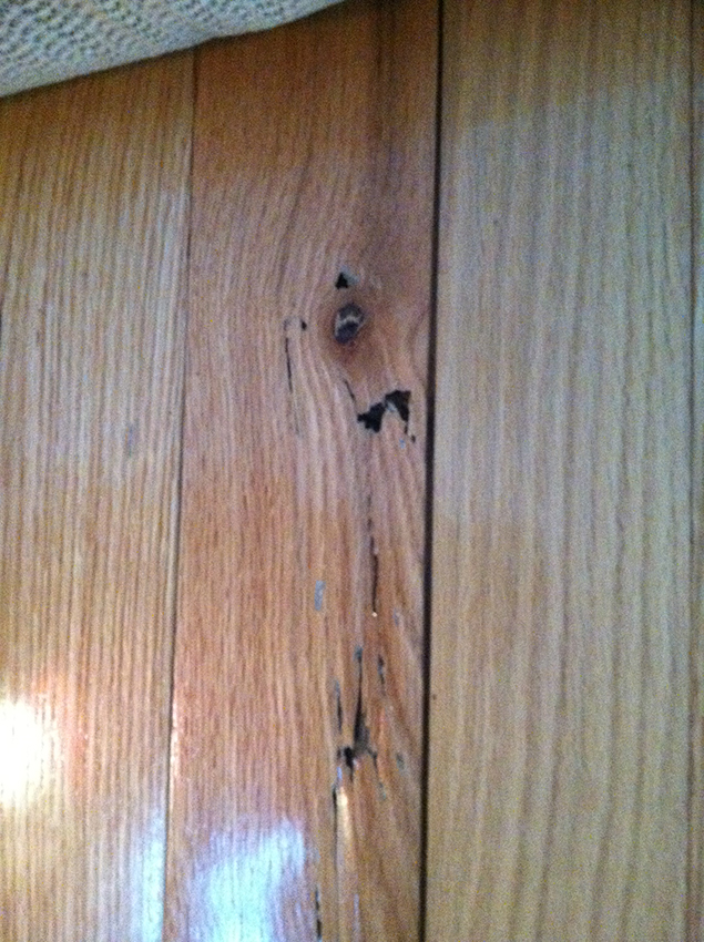 Termite Damage To Hardwood Flooring Archives Slug A Bug Inc