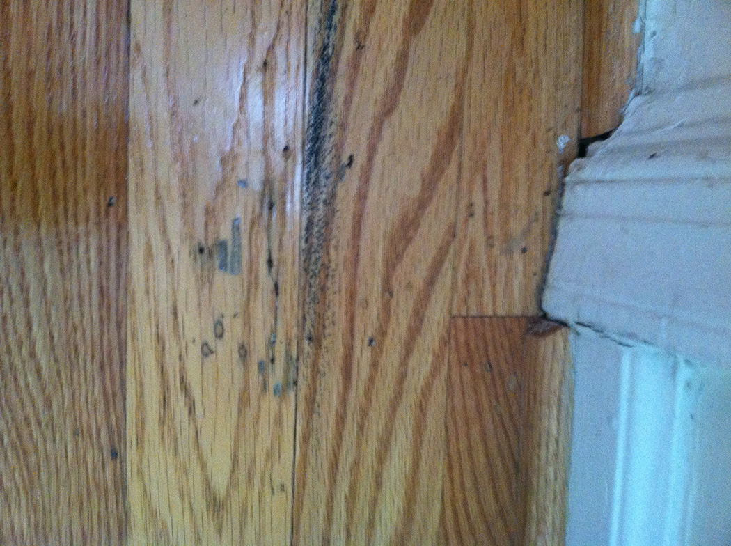 Termite Damage To Hardwood Flooring Archives Slug A Bug Inc