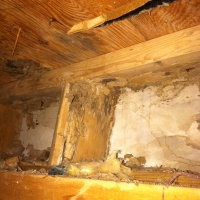 Termite Damage Under the Foyer