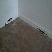 Termite Damage to Baseboard