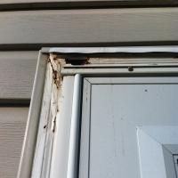 Termite Damage to Door Molding