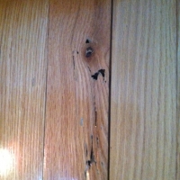 Termite Damage to Hardwood Flooring