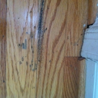 Termite Damage to Hardwood Flooring