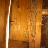 Termite Damage to Sillplate