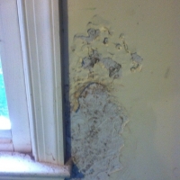 Termite Damage to Wallboard