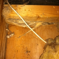 Termite Damage