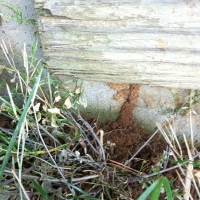 Termite Shelter Tube