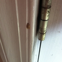 Termite Shelter Tube Breaking Through Door Trim