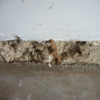 Termite Shelter Tube In Garage