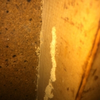 Termite Shelter Tubes on a Wall Stud