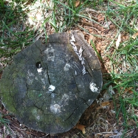 Termite Swarming at a Tree Stump