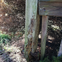 Termite damage to fence post