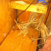 Termite damage to floor joist and banboard