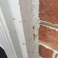 Termite-damage-to-front-door-molding