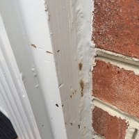 Termite-damage-to-front-door-molding