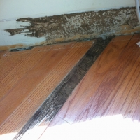 Termite damage to hardwood flooring