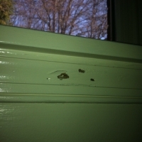 Termite damage to window sill molding