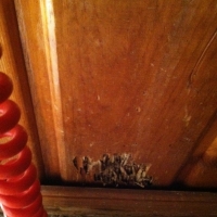 Termite damage to wood paneling