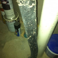 Termites Tunneling in Waterline Insulation