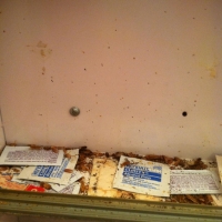 Termites in Medicine Cabinet