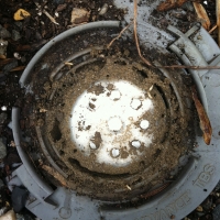 Termites in a Bait Station