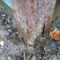 termite damage to deck support