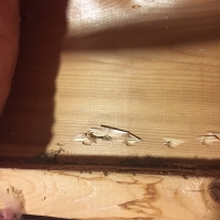 termite-damage-to-bandboard