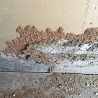 termite-shelter-tubes1